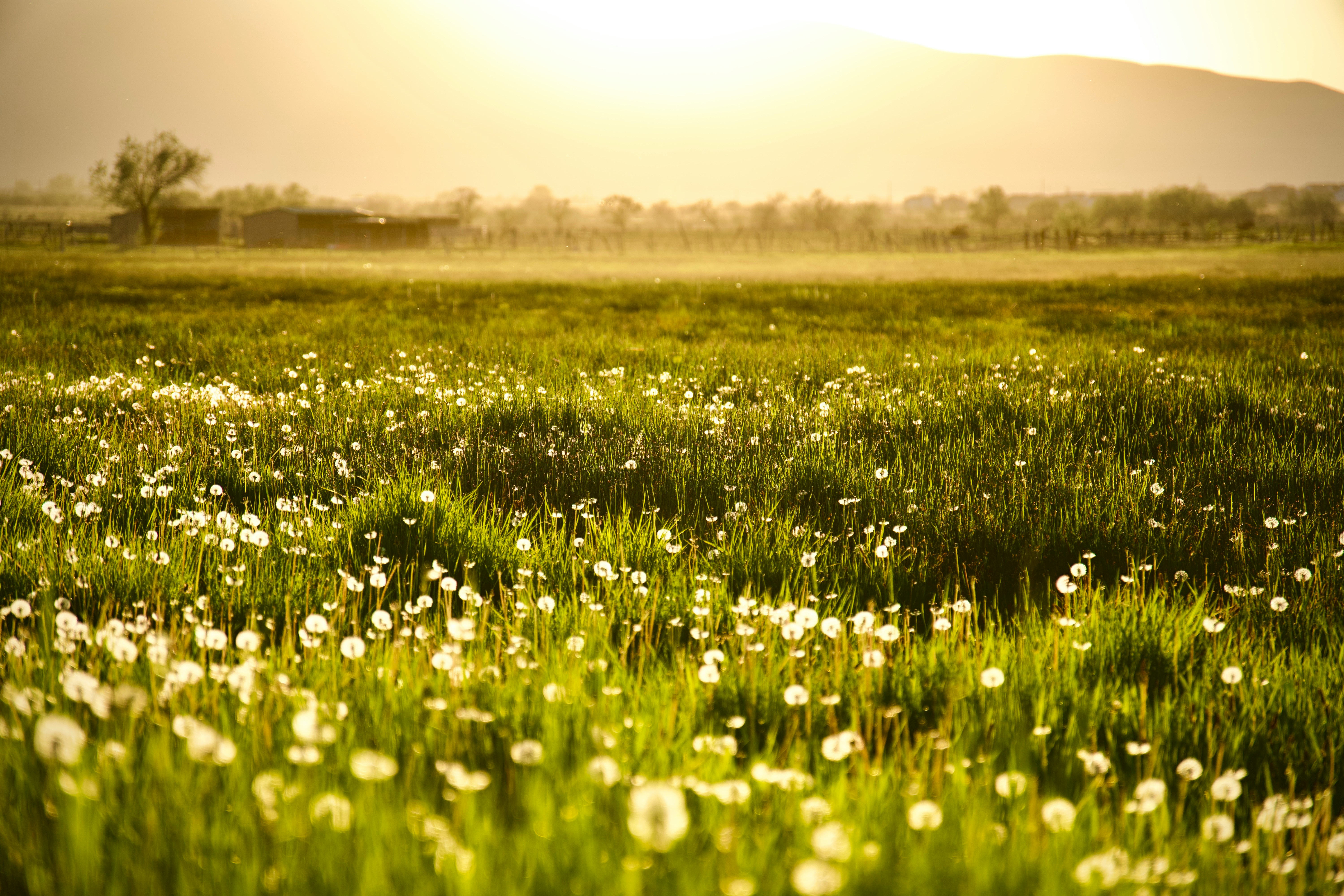 Golden field of dandelions at sunset