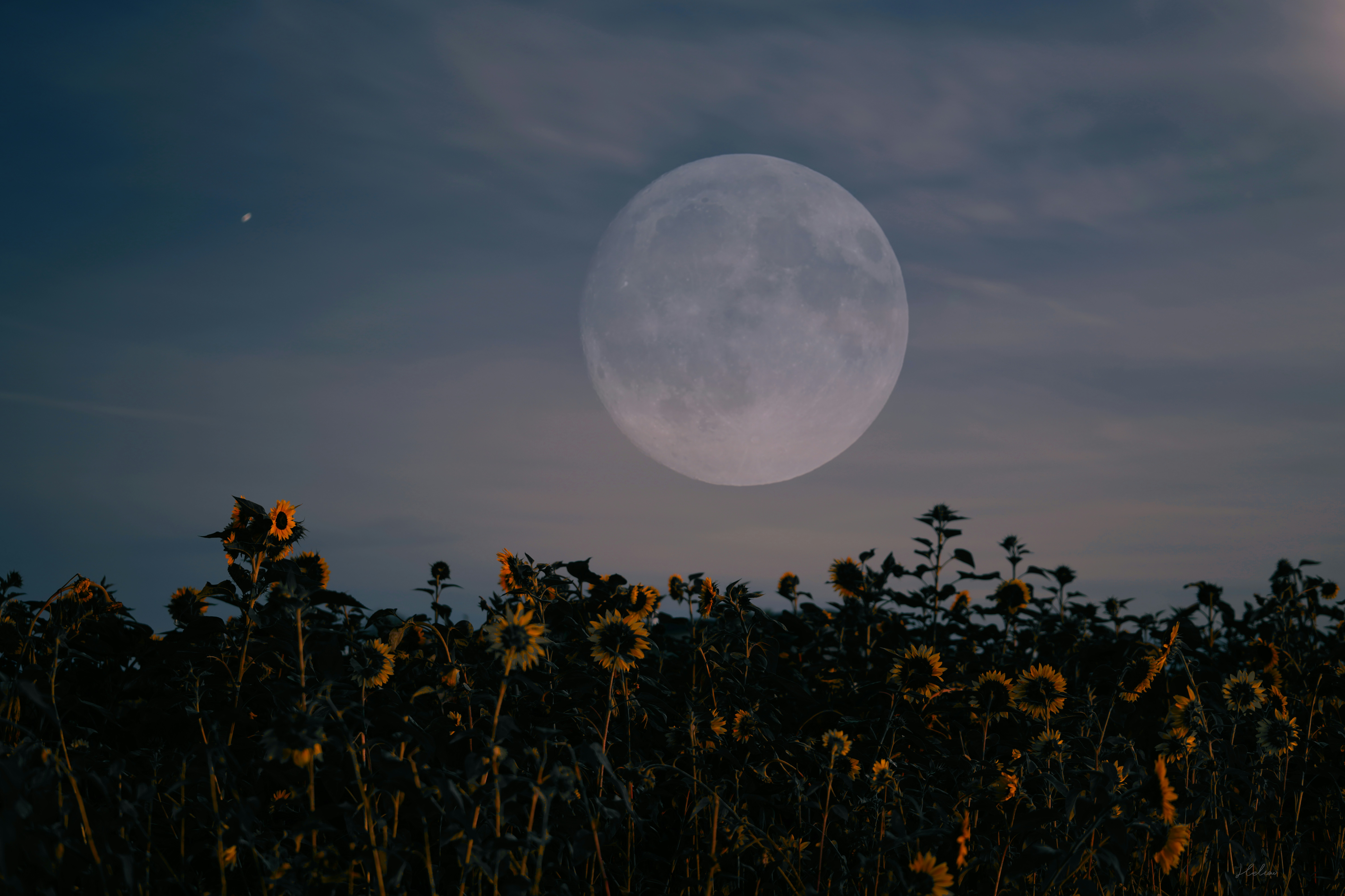 Sunflowers under a full moon