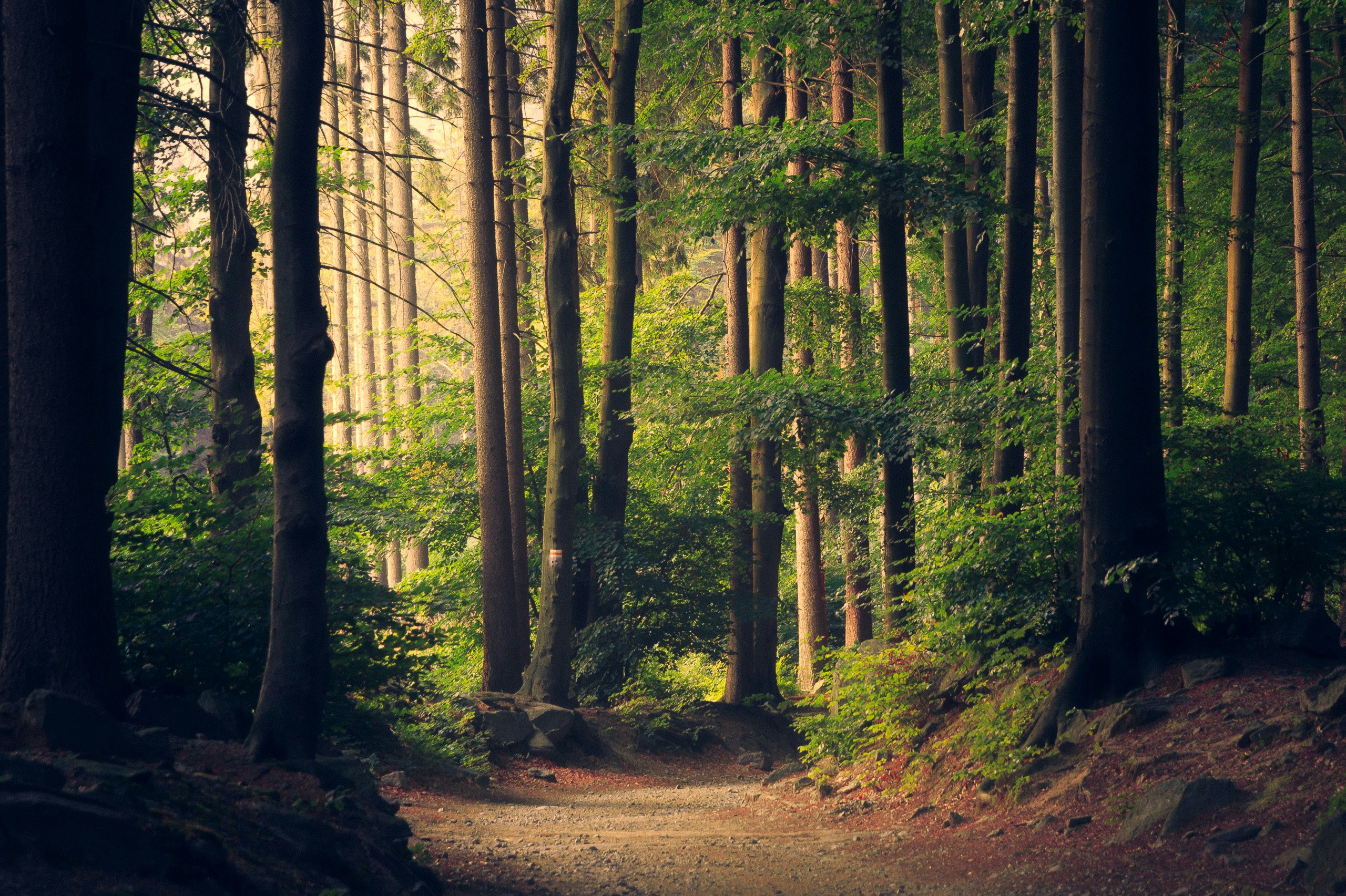 Sunlit path through a forest