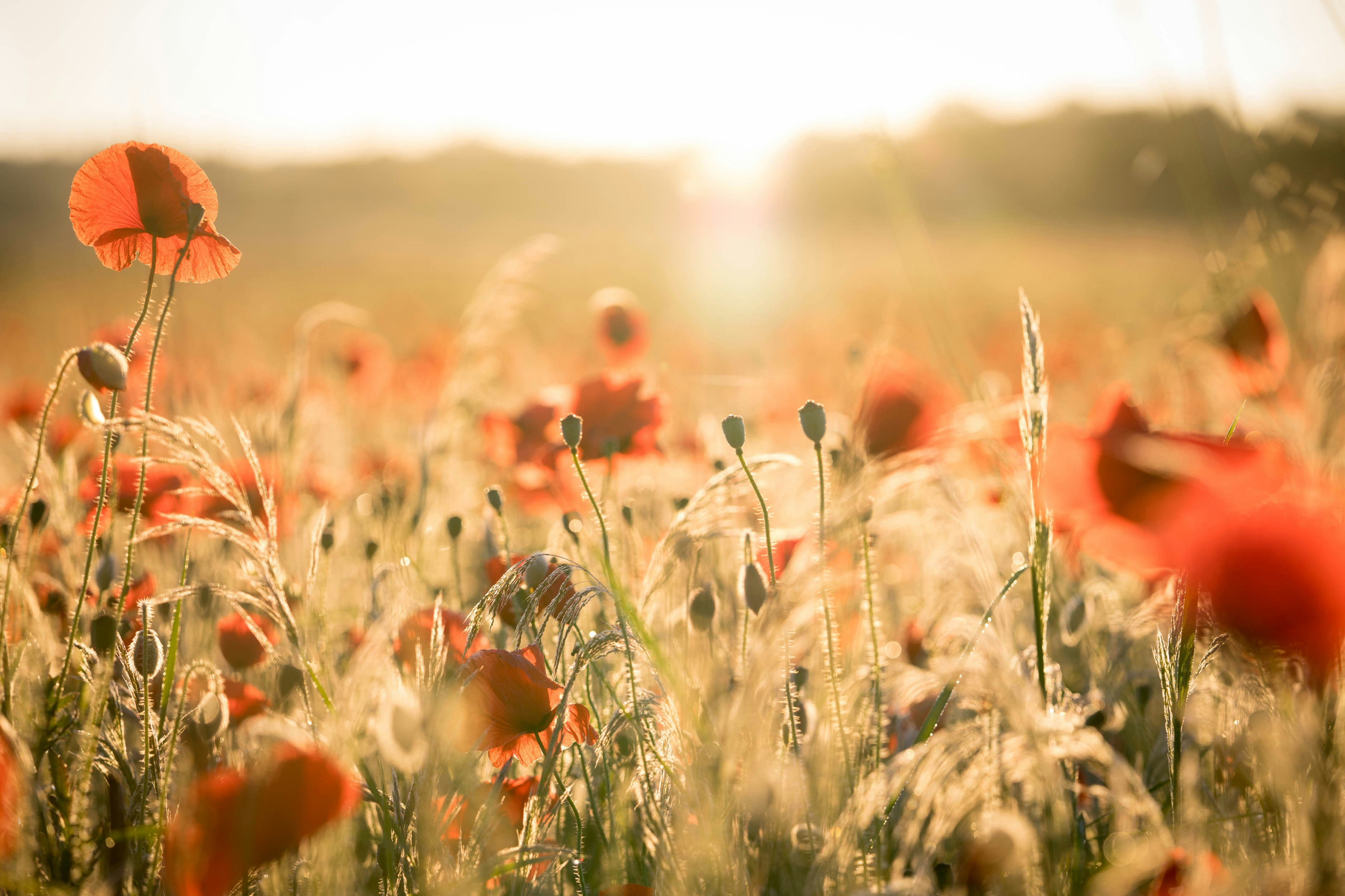 Field of red poppies in golden sunlight
