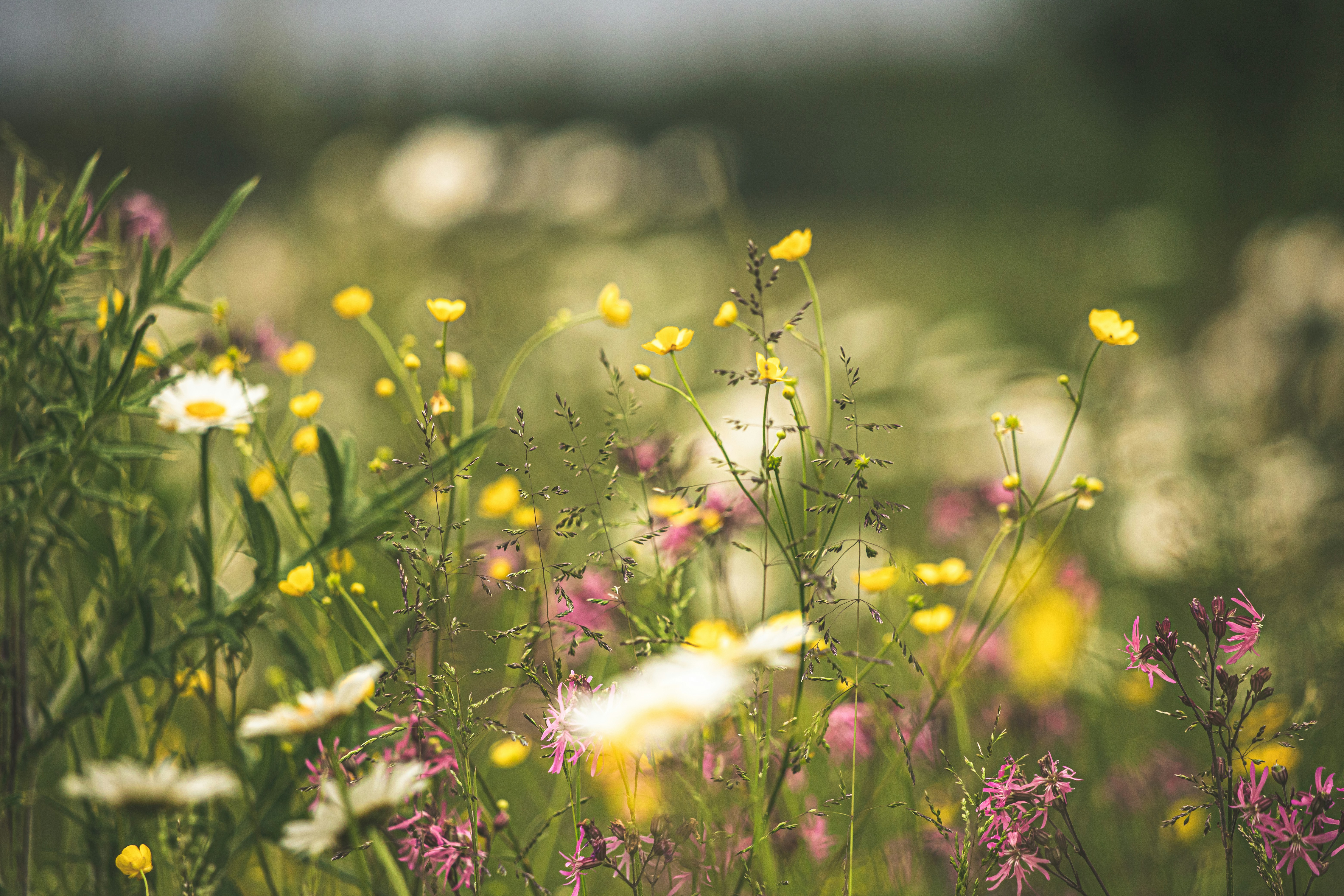 Colorful wildflowers in a meadow